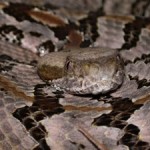 Close-up of a Canebrake-timber rattlesnake 
