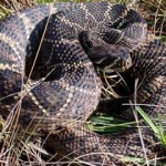 Eastern Diamondback Rattlesnake nestled in the grass