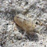 sand flea