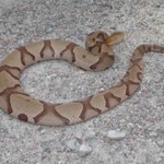 copperhead slithering on concrete