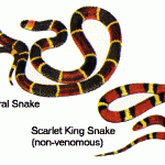 Coral Snake and scarlett king snake