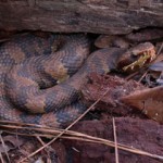 cottonmouth hiding in the leaves