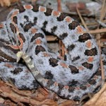 Pigmy rattlesnake nestled in twigs