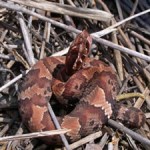 Water Moccasin curled up in twigs