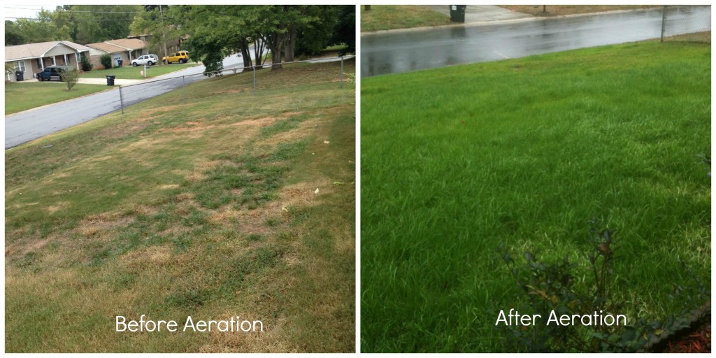 lawn aeration before and after pictures