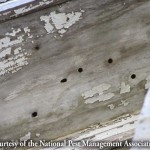 Carpenter Bee Damage Source: NPMA