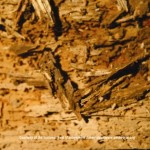 Termite Damage Source: NPMA