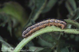 Armyworm crawling up a plant stem
