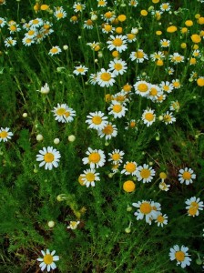 Chamomile