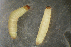 Indianmeal moth larva