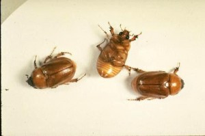 Three dead masked chafers beetles