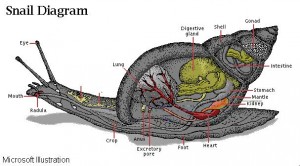 Snail Diagram