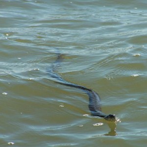 Snake swimming