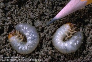 Two White Grubs curled up in the dirt