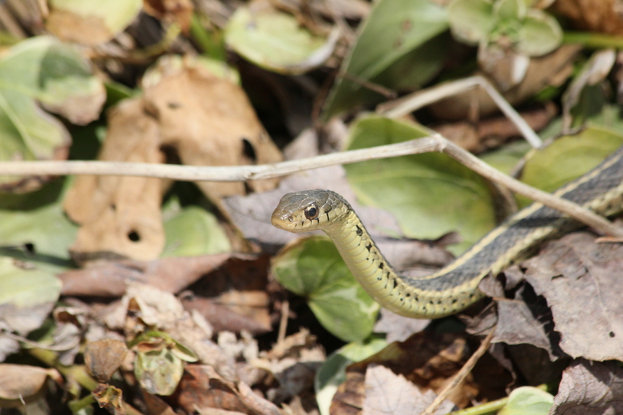 garget snake in leaves