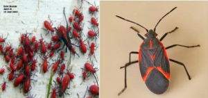an overhead view of a bunch of Box Elder Bugs and a close-up of a box elderbug
