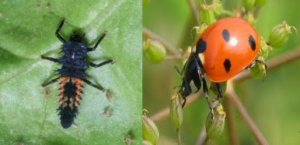 Ladybug larva and adult ladybug