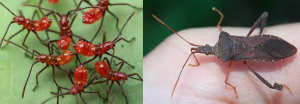 an overhead view of Leaf-footed stink bugs on a leaf and a close-up of one