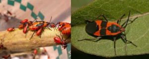  overhead view of a bunch of Milkweed bugs and a close-up of a milkweed bug