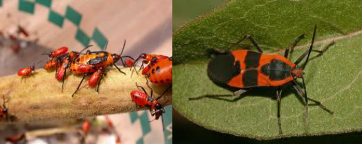 Know Your Red Black Bugs Northwest Exterminating