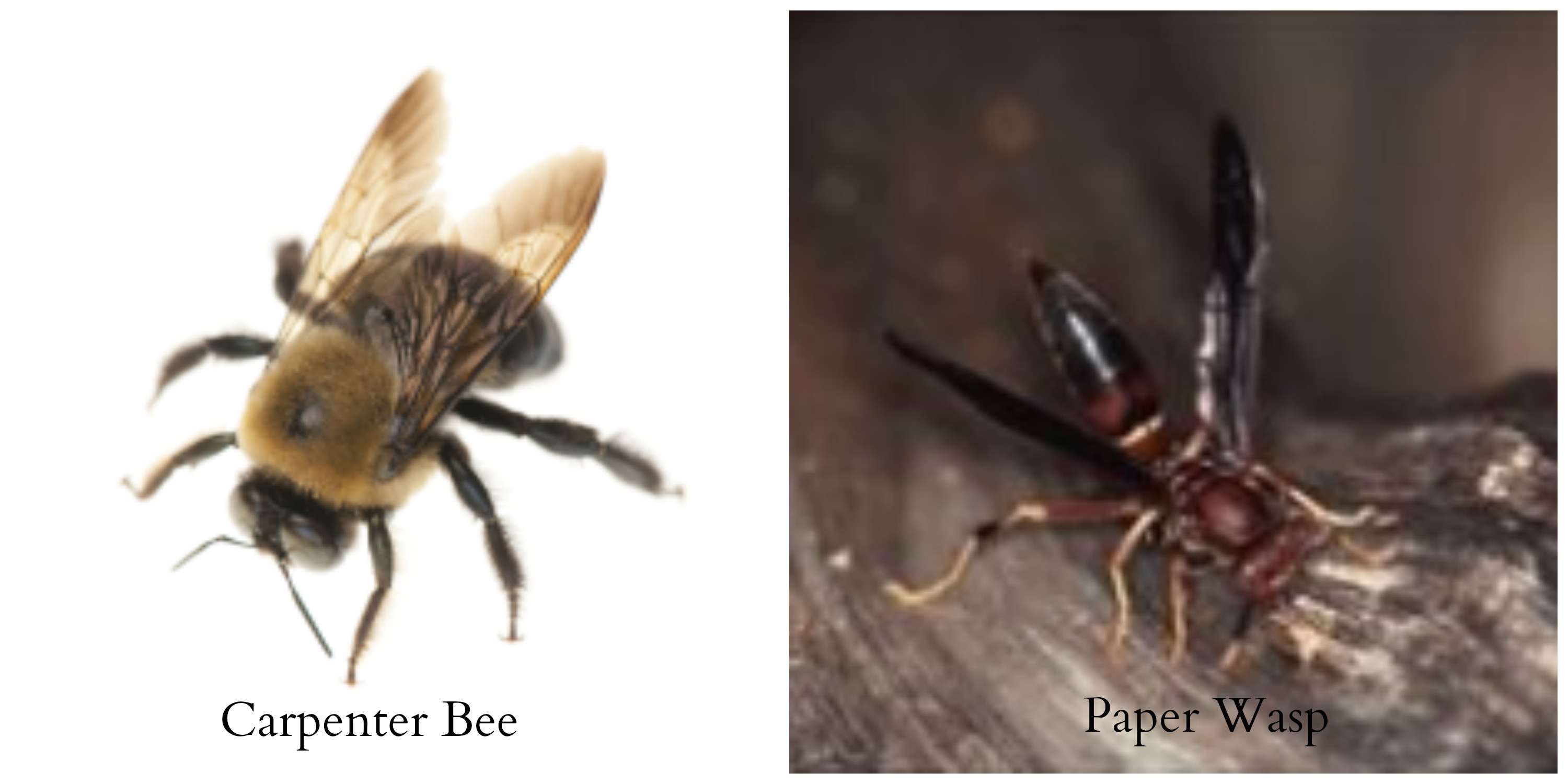 Bees vs. Wasps.