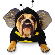 Bulldog bee