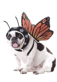 butterfly dog