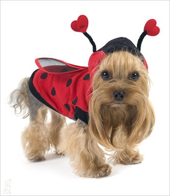 lady bug dog