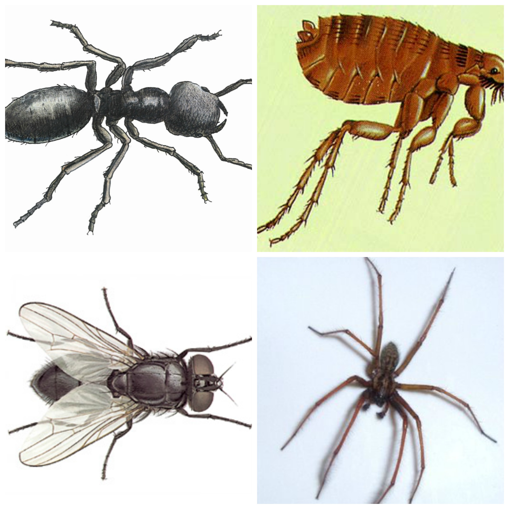 What Is A Household Pest Northwest Exterminating