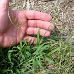 Crabgrass