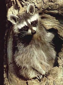 Raccoon in tree