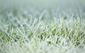 winter lawn care tips atlanta