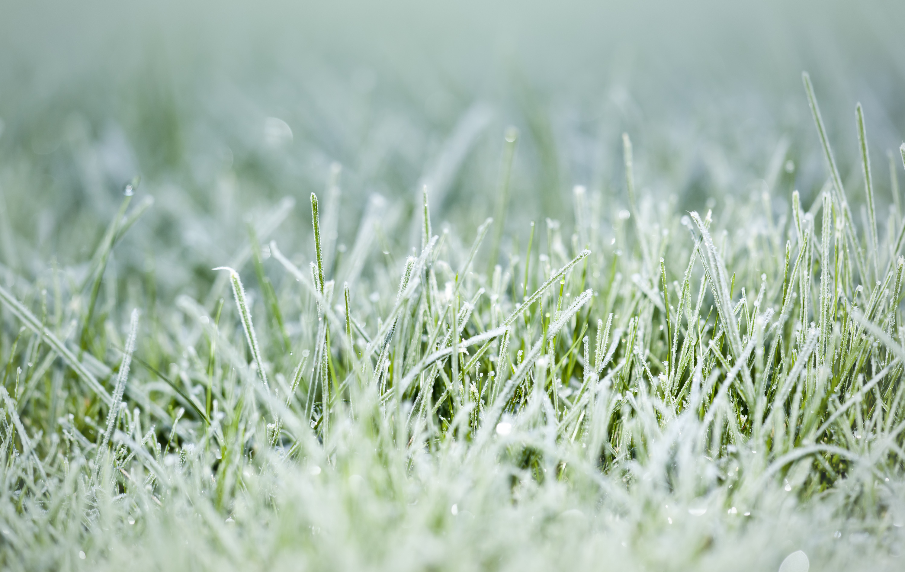 winter lawn care
