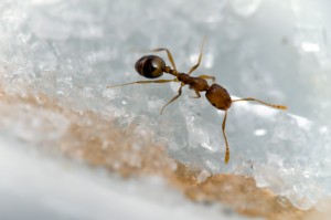 Argentine Ant