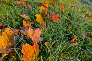 fall lawn care tips atlanta