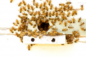 bee control