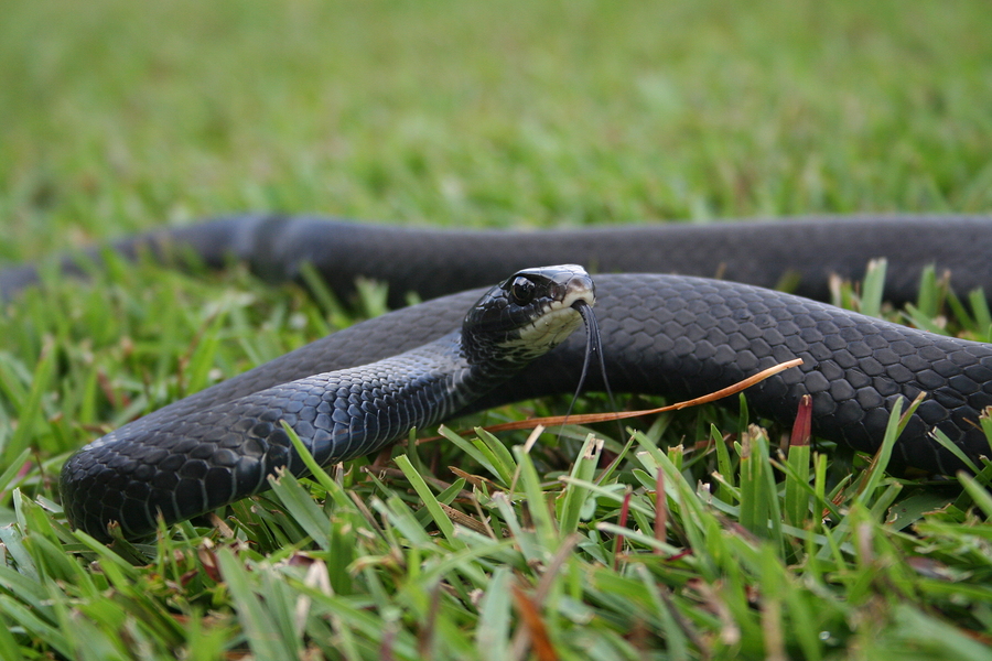 black racer snake slithering through the grass