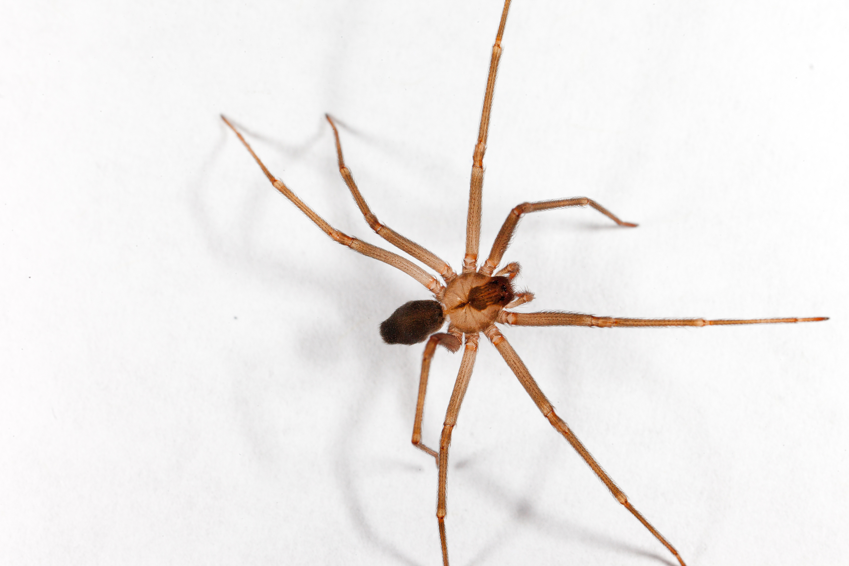 Bitten , Venomous Spider, brown recluse spider, Thailand