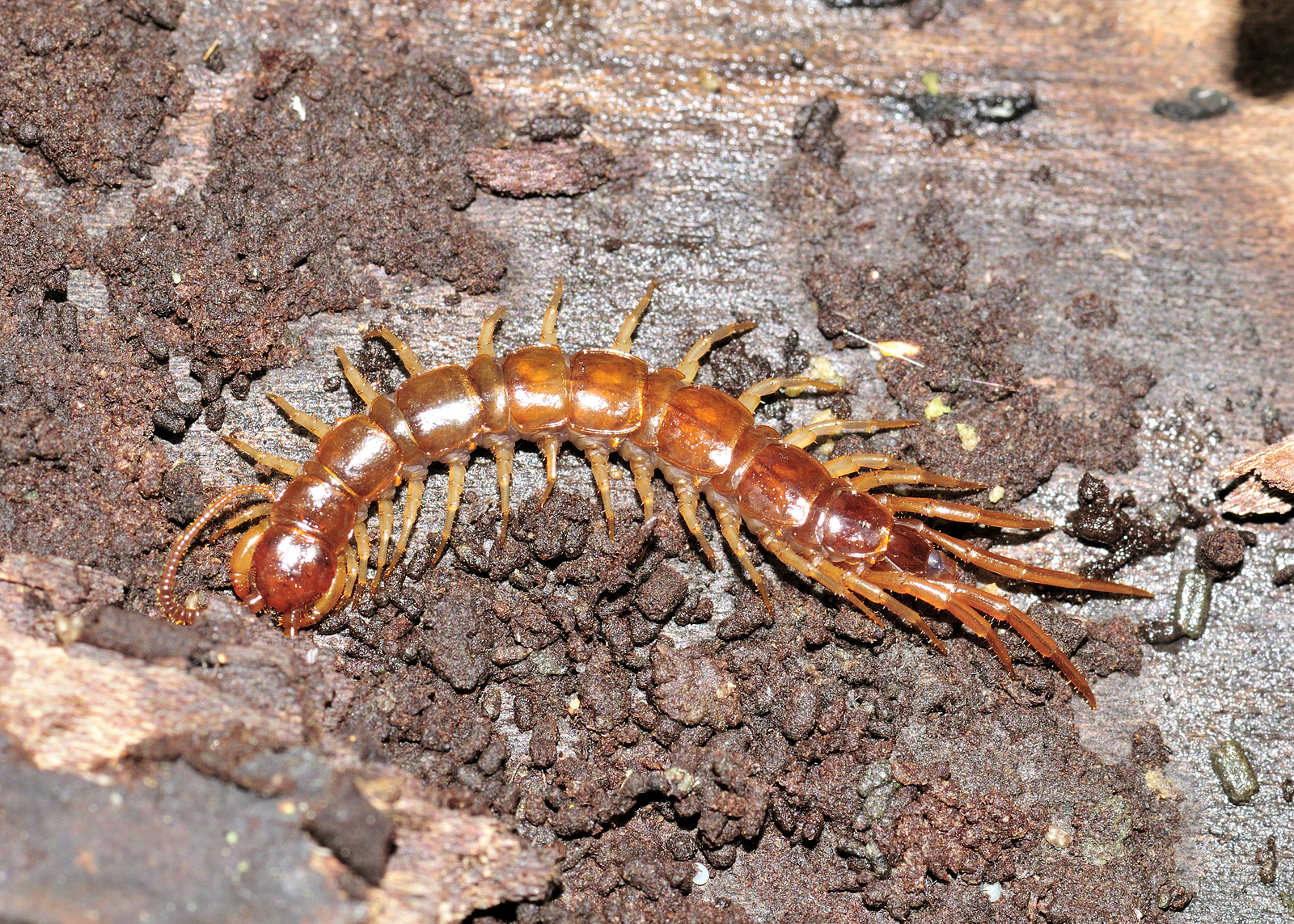 Centipede