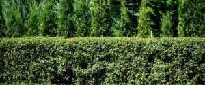 atlanta lawn care tree and shrub care