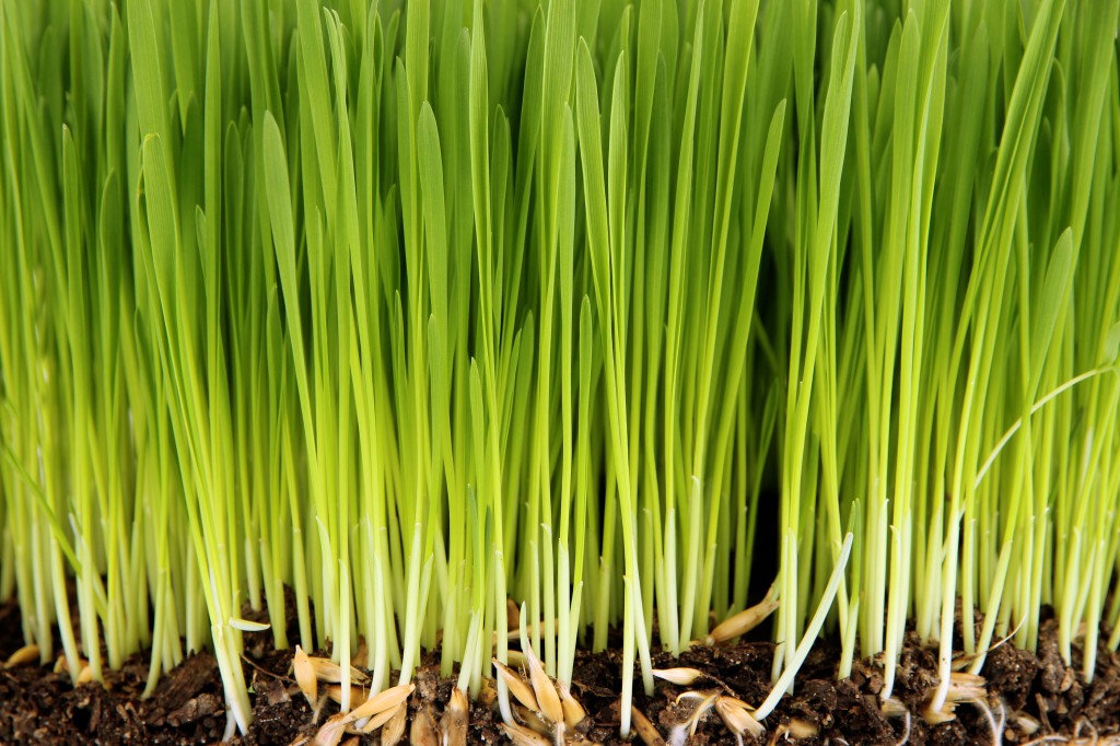 lawn care fertilization | Northwest Exterminating