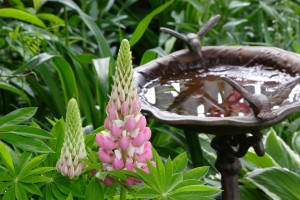 mosquito source reduction
