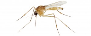 mosquito control atlanta