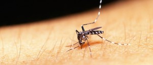 Mosquito treatment