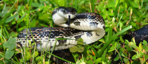 Rat Snake