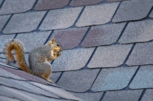 squirrel control