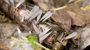 Termite Control