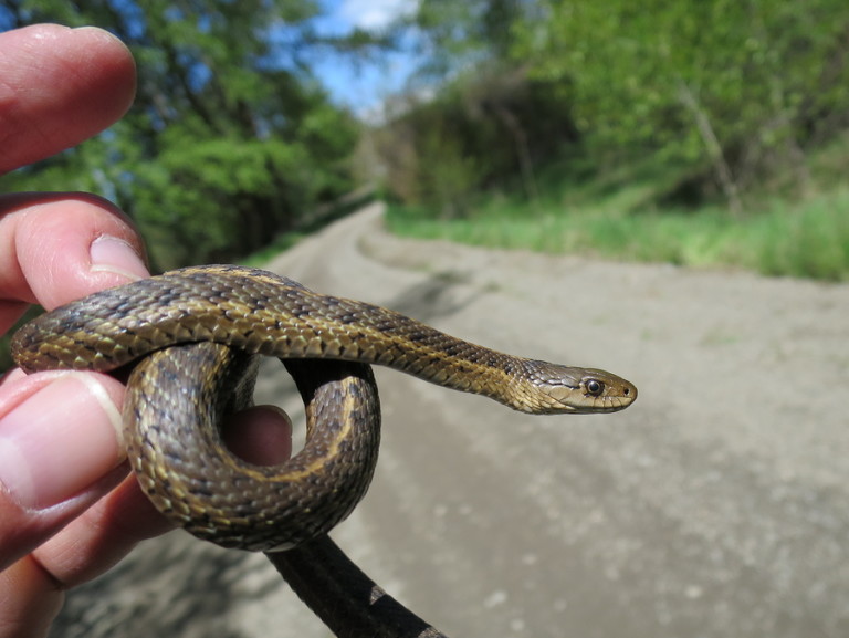 Garter Snakes Identification Locations Threats Treatment
