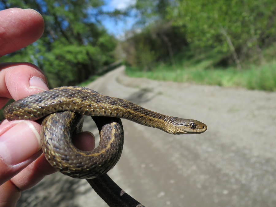  someone holding a garter snake between their fingers