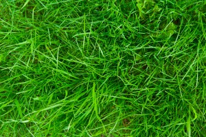 spring lawn care tips atlanta